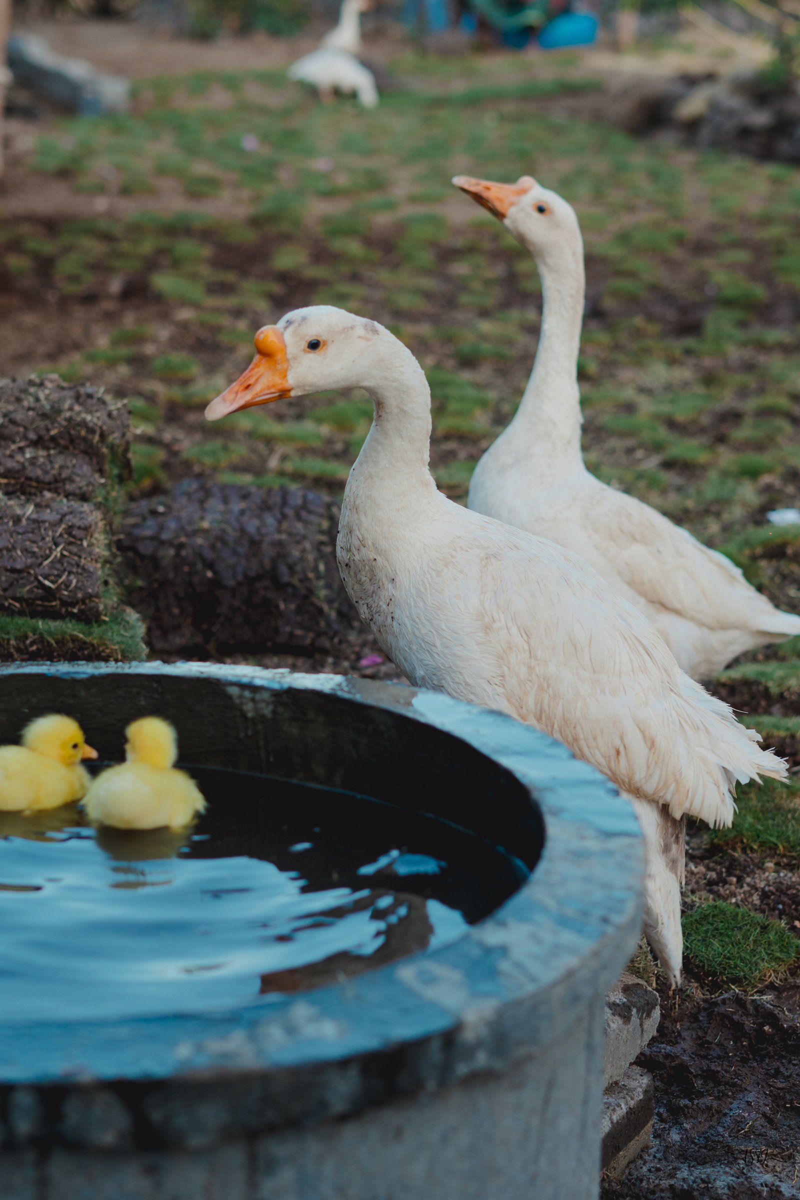 Wintry Mountain Landscape